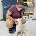 Does the French bulldog get more attention than the products at this DJI store in Bangkok?