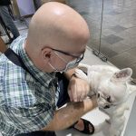 Store greeter is a French bulldog