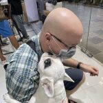 Friendly French bulldog at DJI store in Bangkok