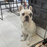 French bulldog in Bangkok DJI store