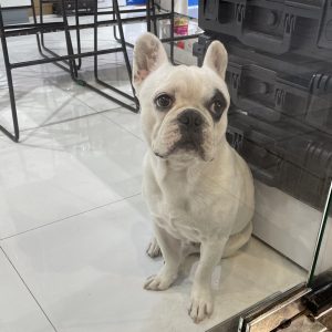 French bulldog in Bangkok DJI store